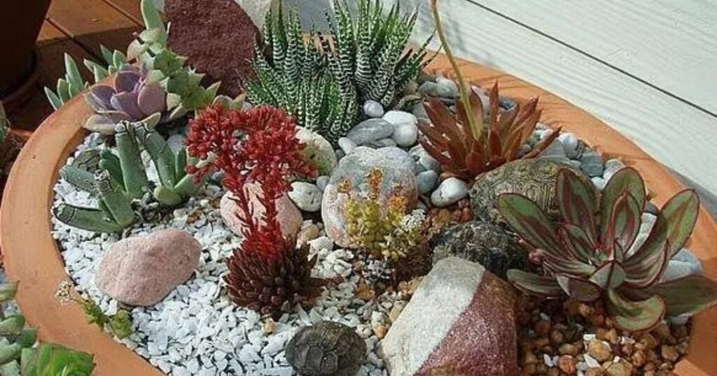 How to Grow Succulent Cuttings in Water