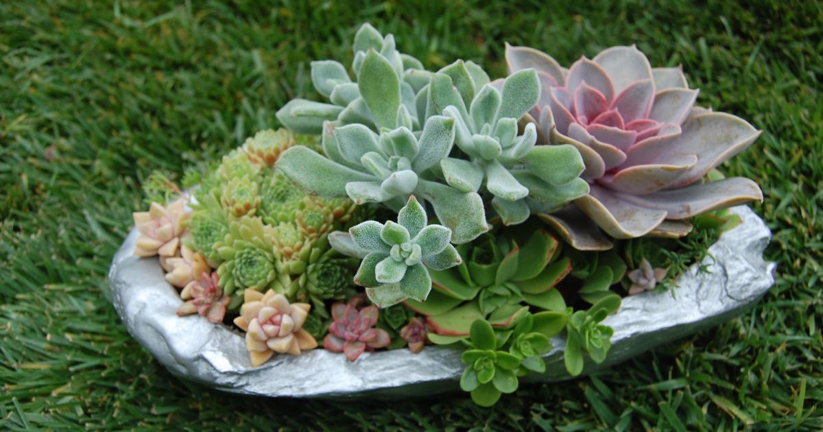 How To Keep Succulents Small?