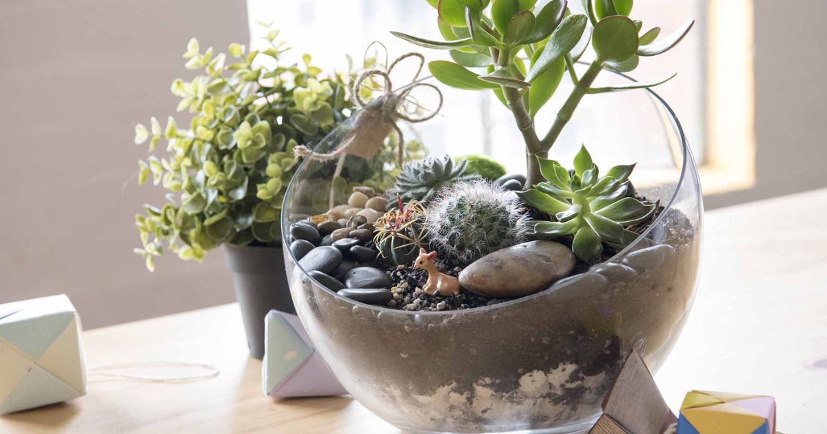 How To Make A Terrarium For Succulents?