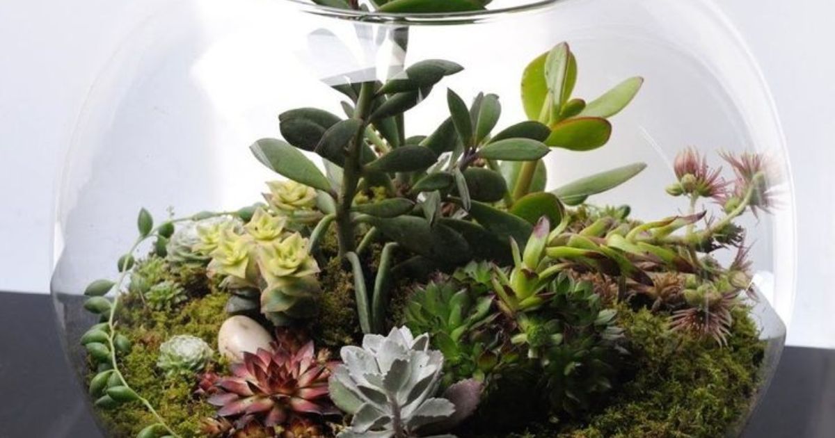 How To Make Succulent Terrarium?