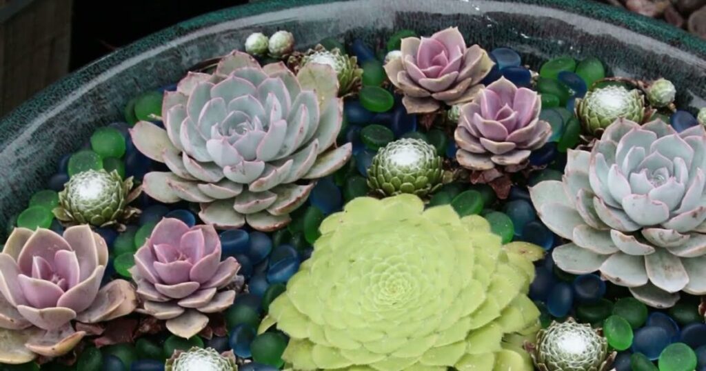 How to Plant Succulents in Eggshells