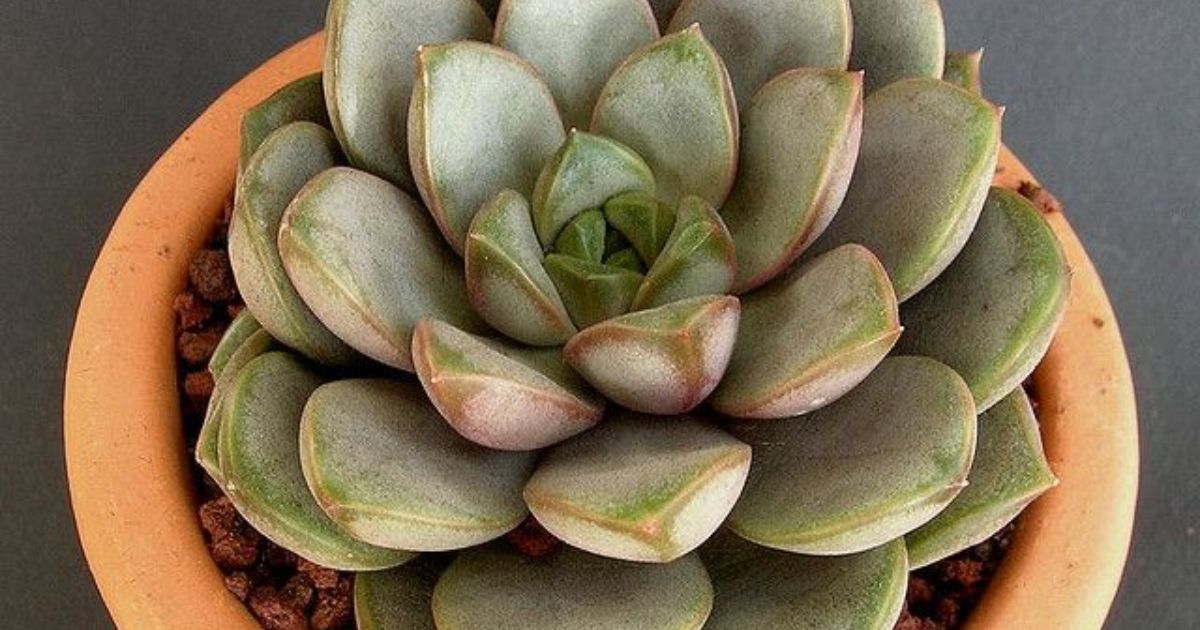 How To Propagate Donkey Tail Succulent?