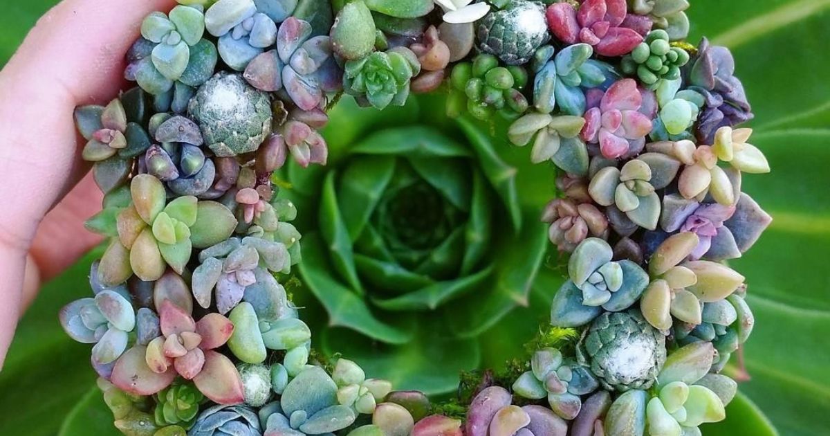 How To Propagate Succulent Leaves In Water?