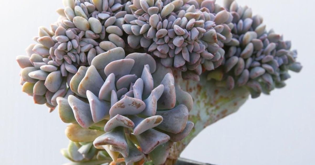 How To Protect Succulents From Frost?