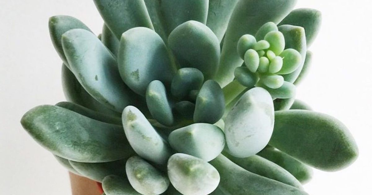 How To Save Dying Succulent?