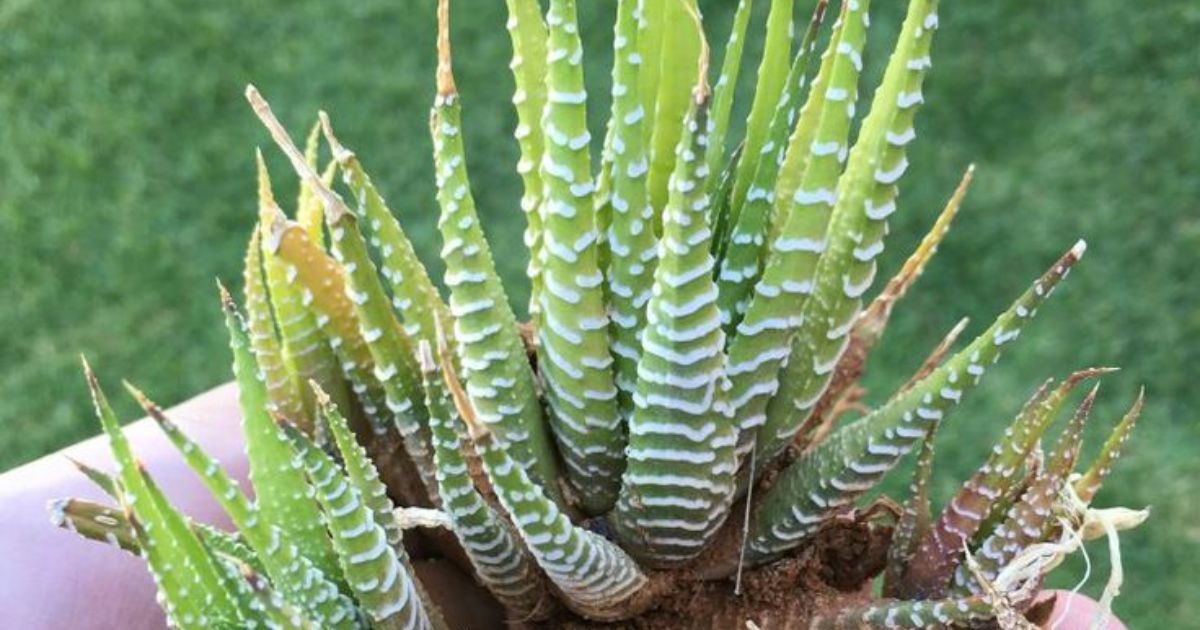 How To Transplant Succulent Plants?
