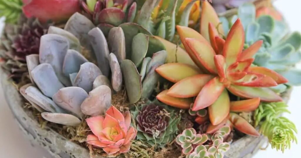 how-to-water-succulent-plants