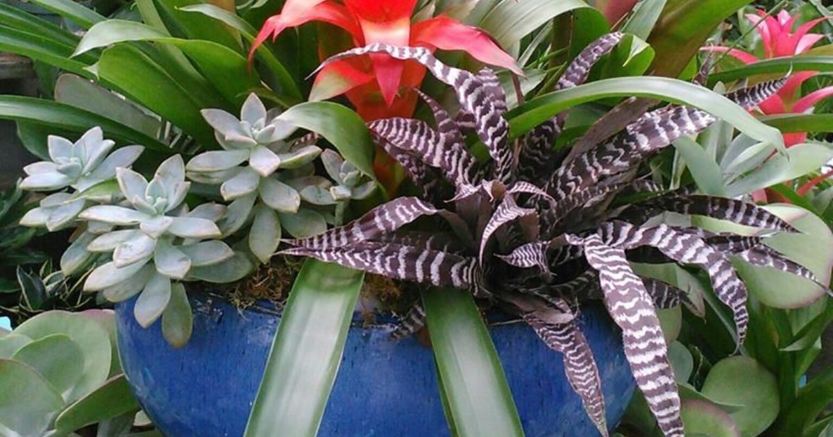 Is A Bromeliad A Succulent?