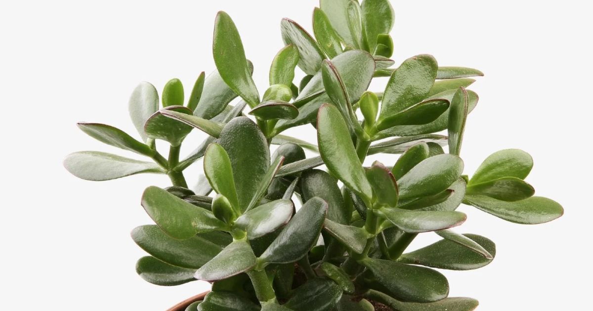 Is A Rubber Plant A Succulent?