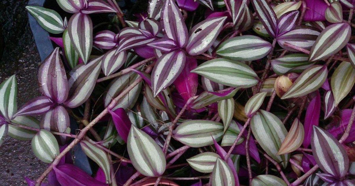 Is A Wandering Jew A Succulent?