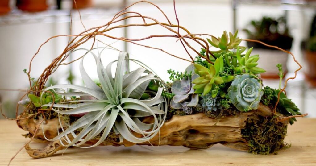 Nutritional Requirements of Succulents