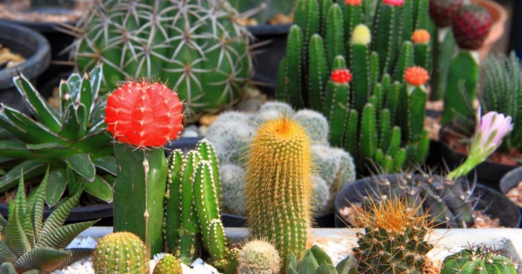 Shopping List for Succulents That Can Survive Winter