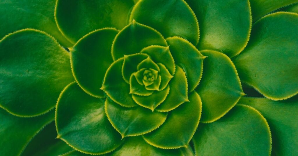 The Role of Light in Succulent Growth