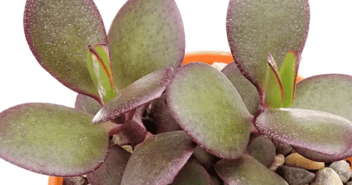 Should Succulents Be In Direct Sunlight?