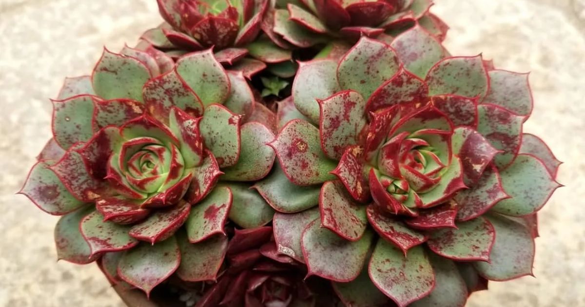 Should You Bottom Water Succulents?