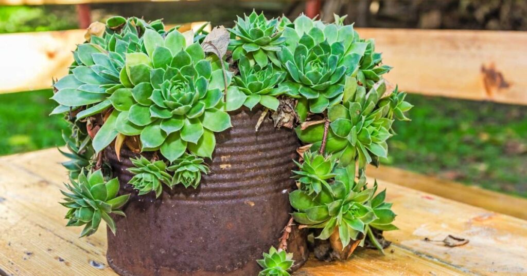 Some Of The Best Succulents For Terrariums
