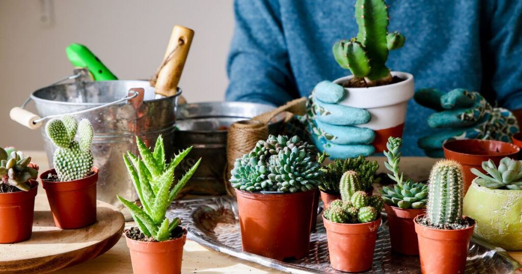 Succulent Care And Lifespan