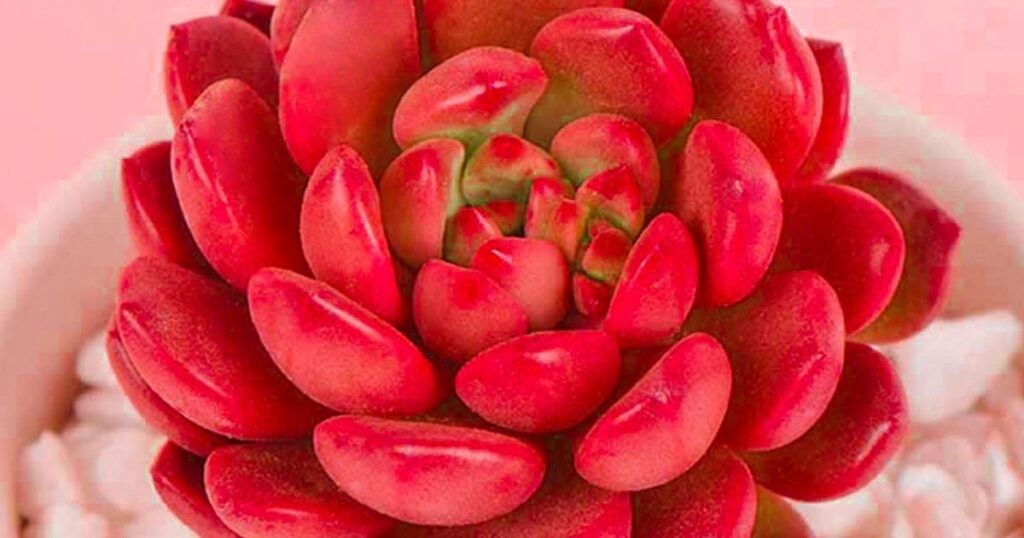 Succulents Change Color When Stressed
