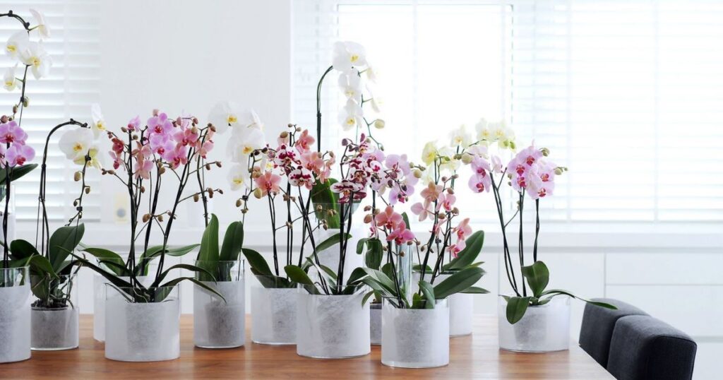 Understanding Orchid Potting Mix Properties
