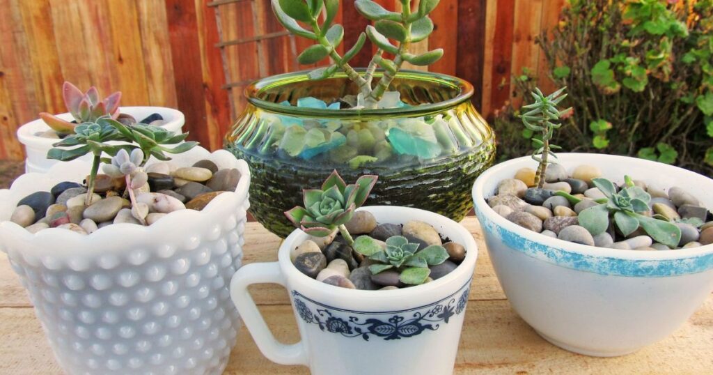 Use Coffee Grounds For Your Succulent Garden