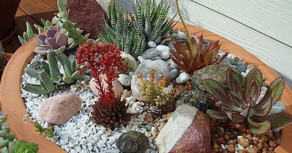 Watering Your Succulents Without Drainage Holes