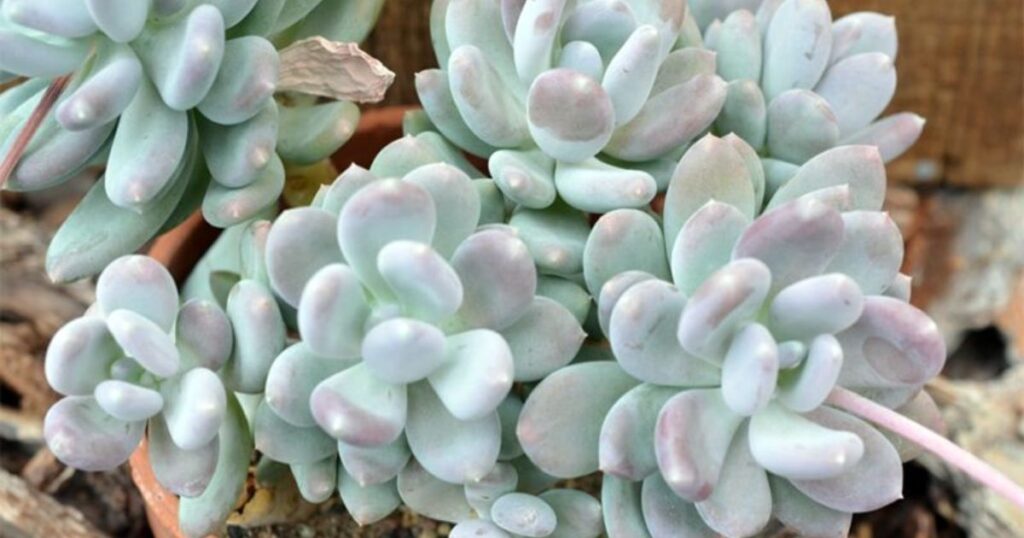 What causes tiny white spots on succulents?