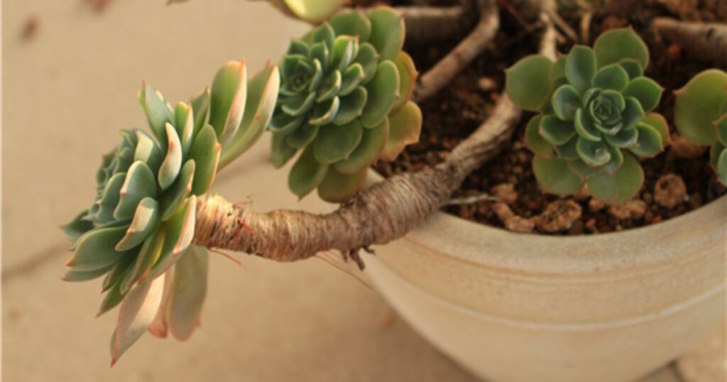 What Causes White Spots on Succulents