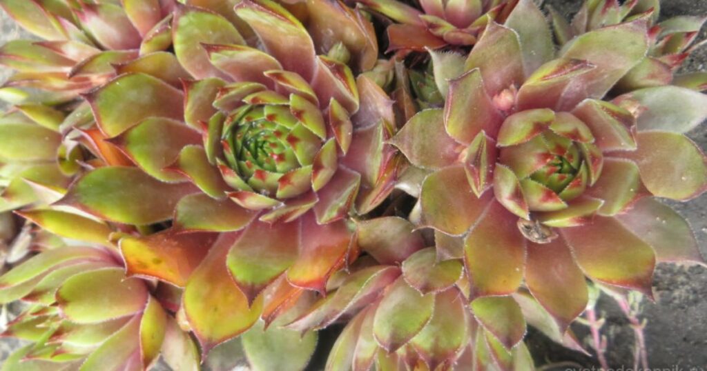 What Does an Overwatered Succulent Look Like?