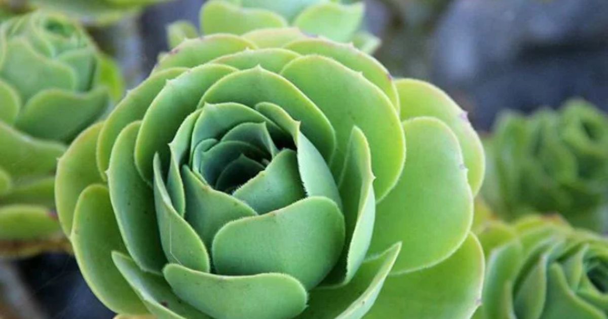 What Does An Underwatered Succulent Look Like?