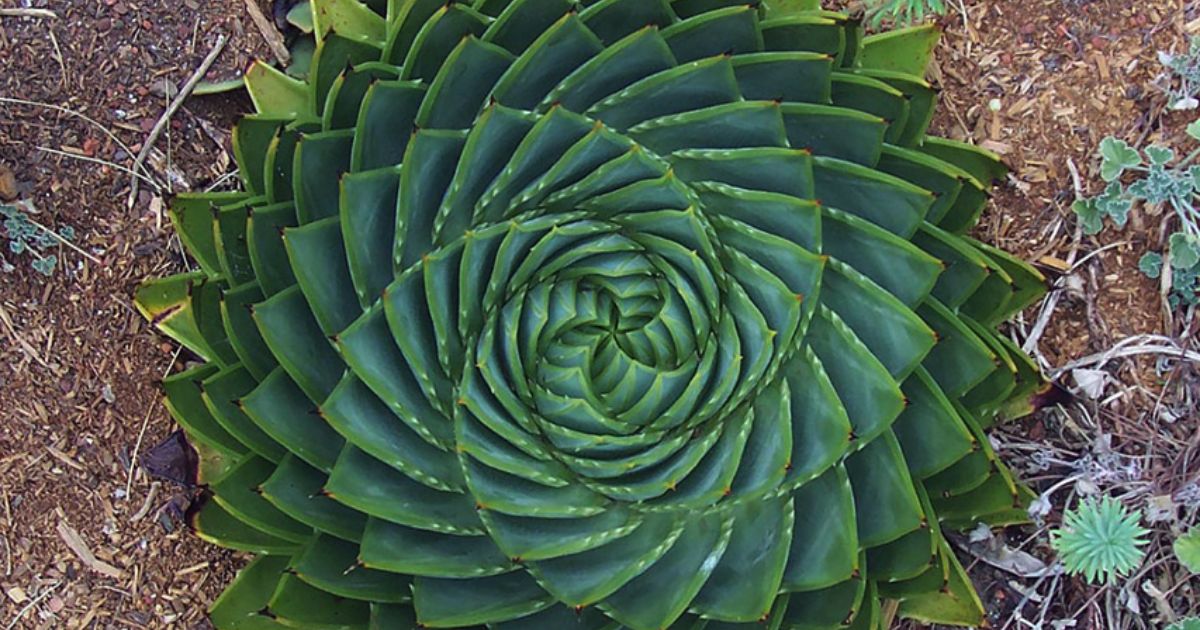 What Does Root Rot Look Like In Succulents?