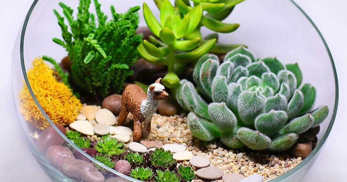 What Happens If You Over Water Succulents?