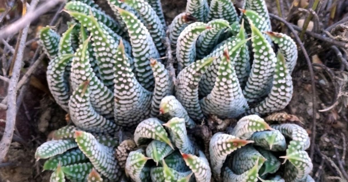 What Succulents Are Safe For Bearded Dragons?