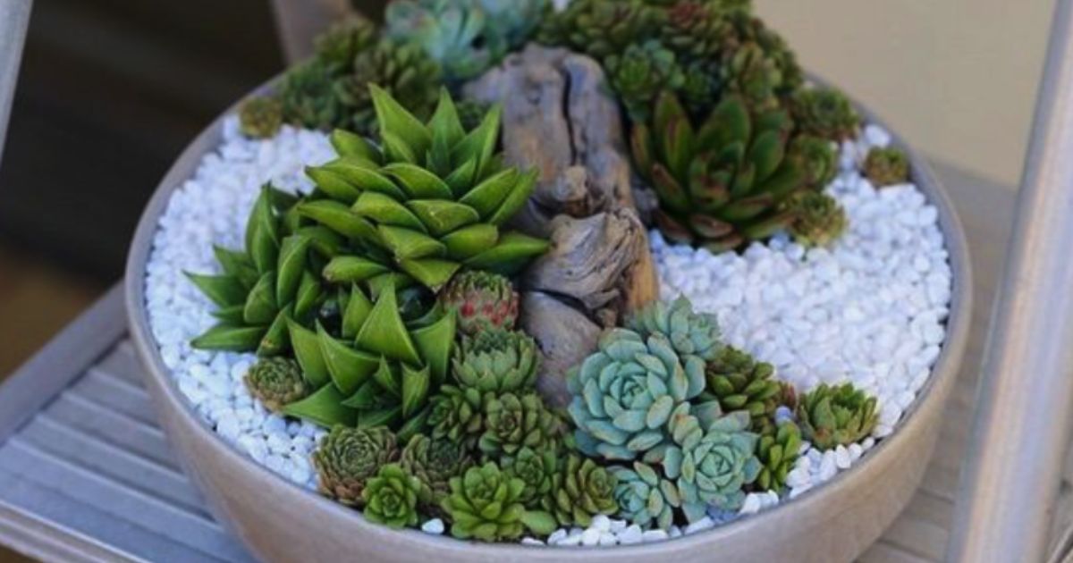 What Succulents Can Survive Winter?
