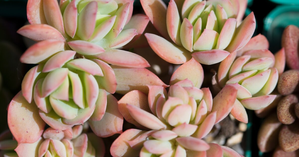What’s The Average Succulent Lifespan?
