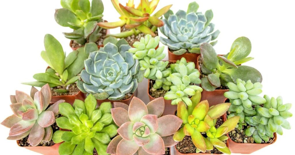 When to Bring Succulents Indoors