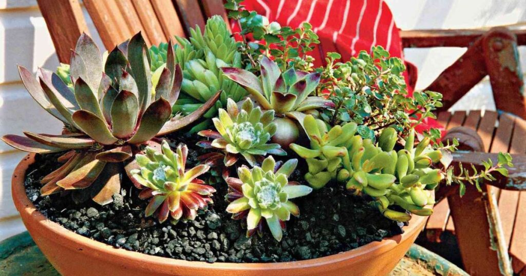 When to Transplant Your Succulent