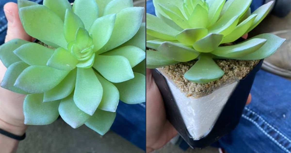 When To Water Succulents After Repotting?