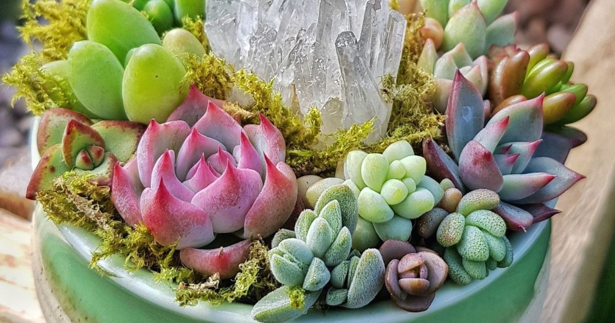 Where Do Succulents Come From?