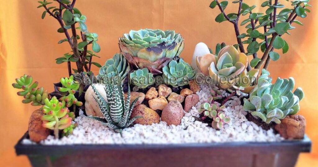 Which Succulents Are Best For Terrariums?