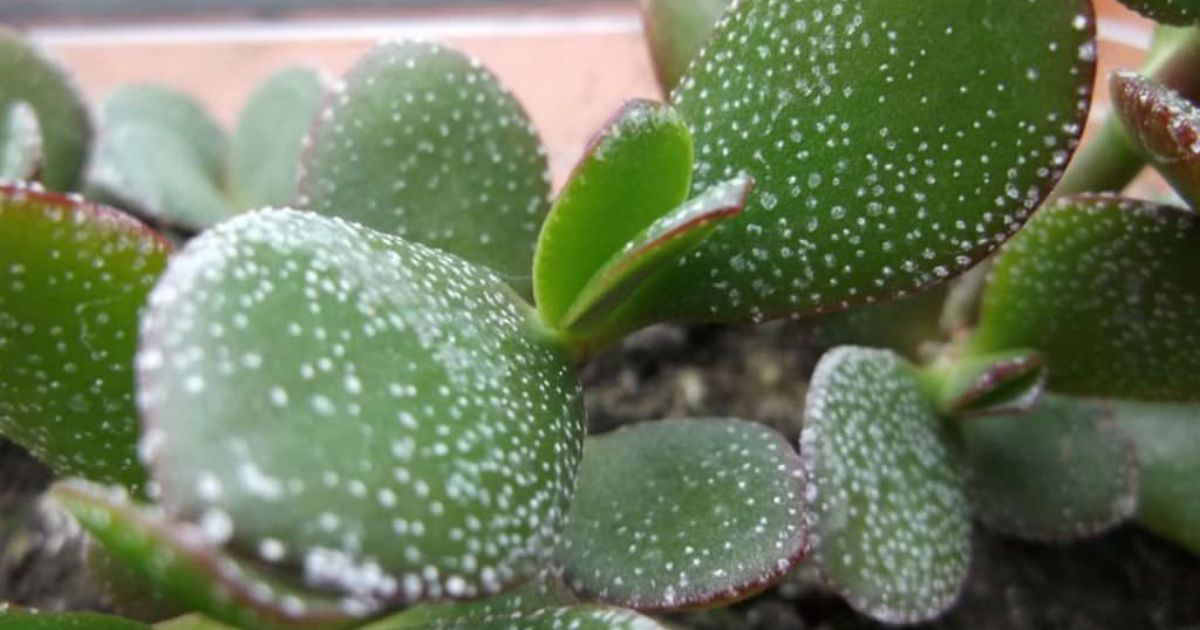 Why Does My Succulents Have White Spots?