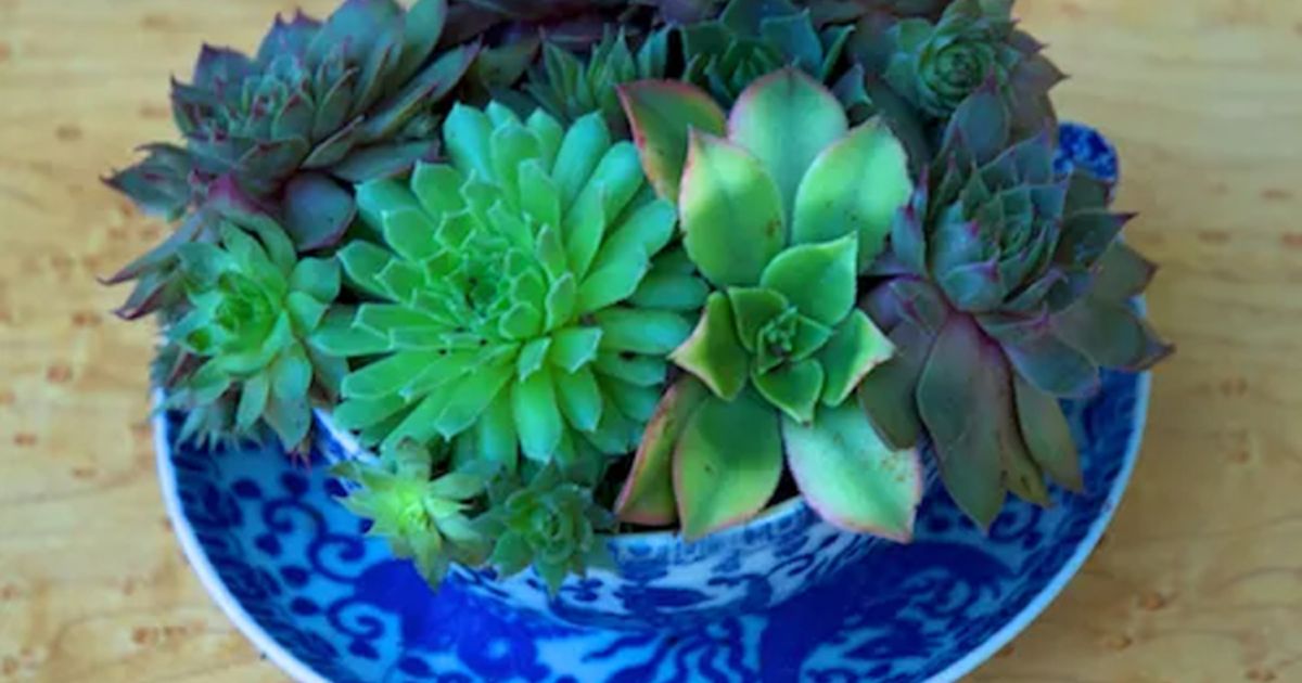 Will Orchid Potting Mix Work For Succulents?