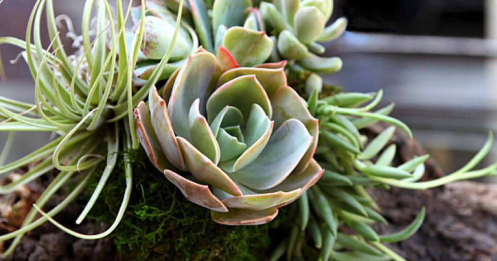 Will Stretching Kill Your Succulents?