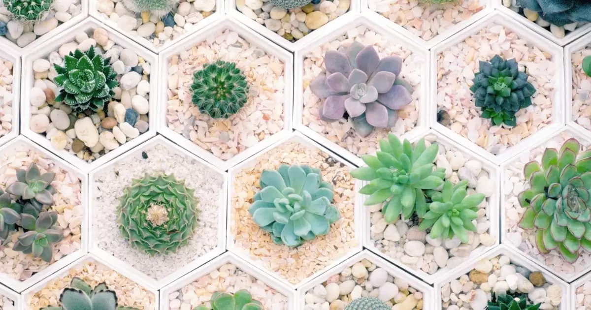 Addressing Potential Challenges and Issues Of plant different succulents together