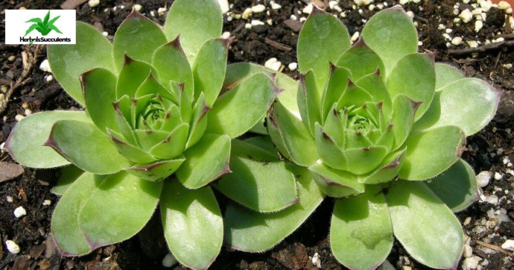 Are Succulents Toxic to Pets?