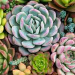 Blue Succulent Care Guide: Keep Your Azure Beauties Thriving