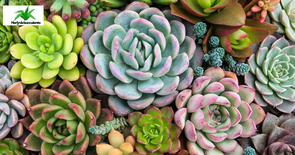 Blue Succulent Care Guide: Keep Your Azure Beauties Thriving