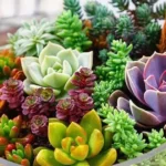 Can You Mix Succulents With Other Plants