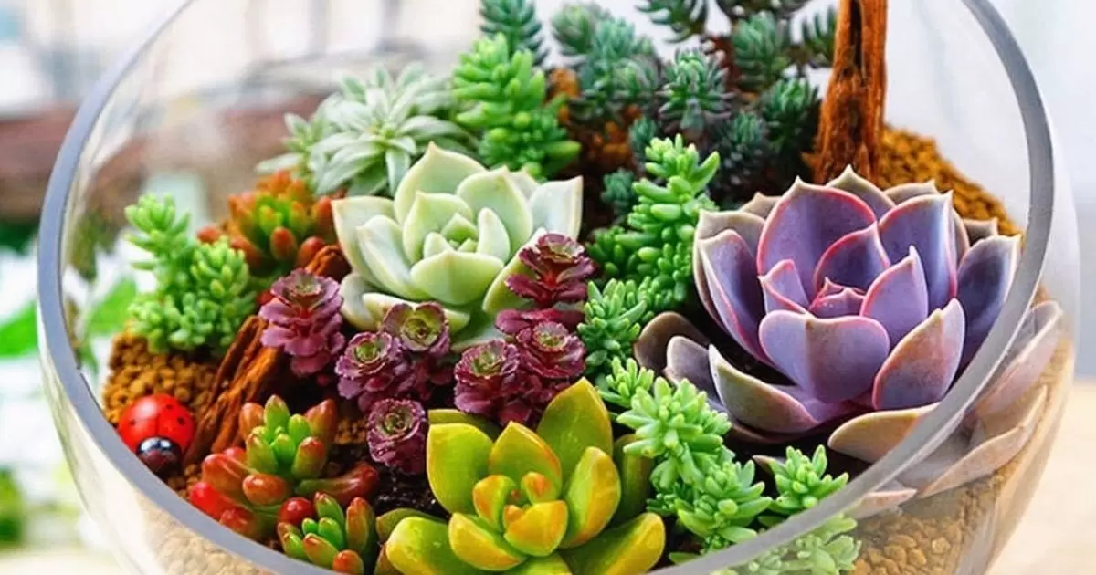 Can You Mix Succulents With Other Plants