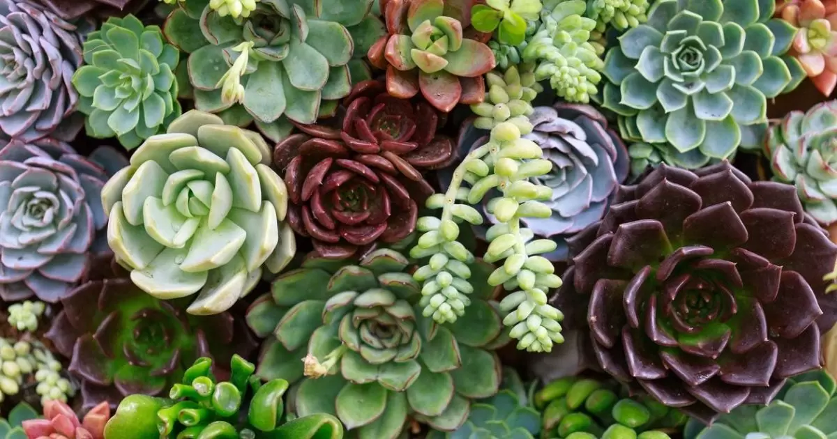 Choosing the Right Cactus and Succulent Varieties