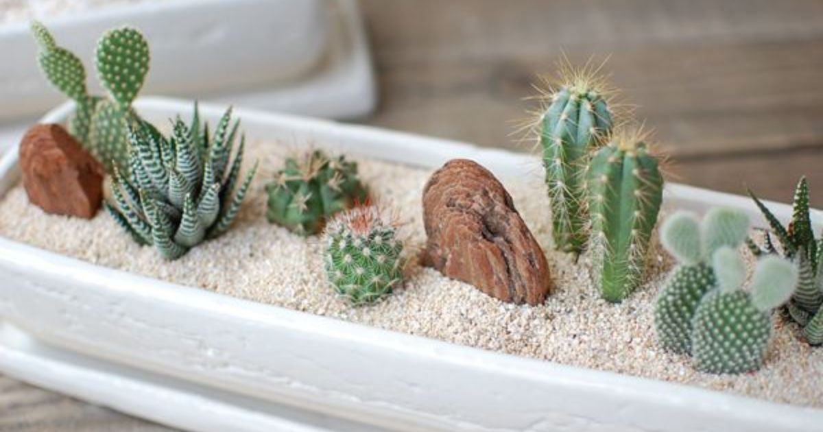 Creating a Visually Appealing Arrangement of cactus and succulents
